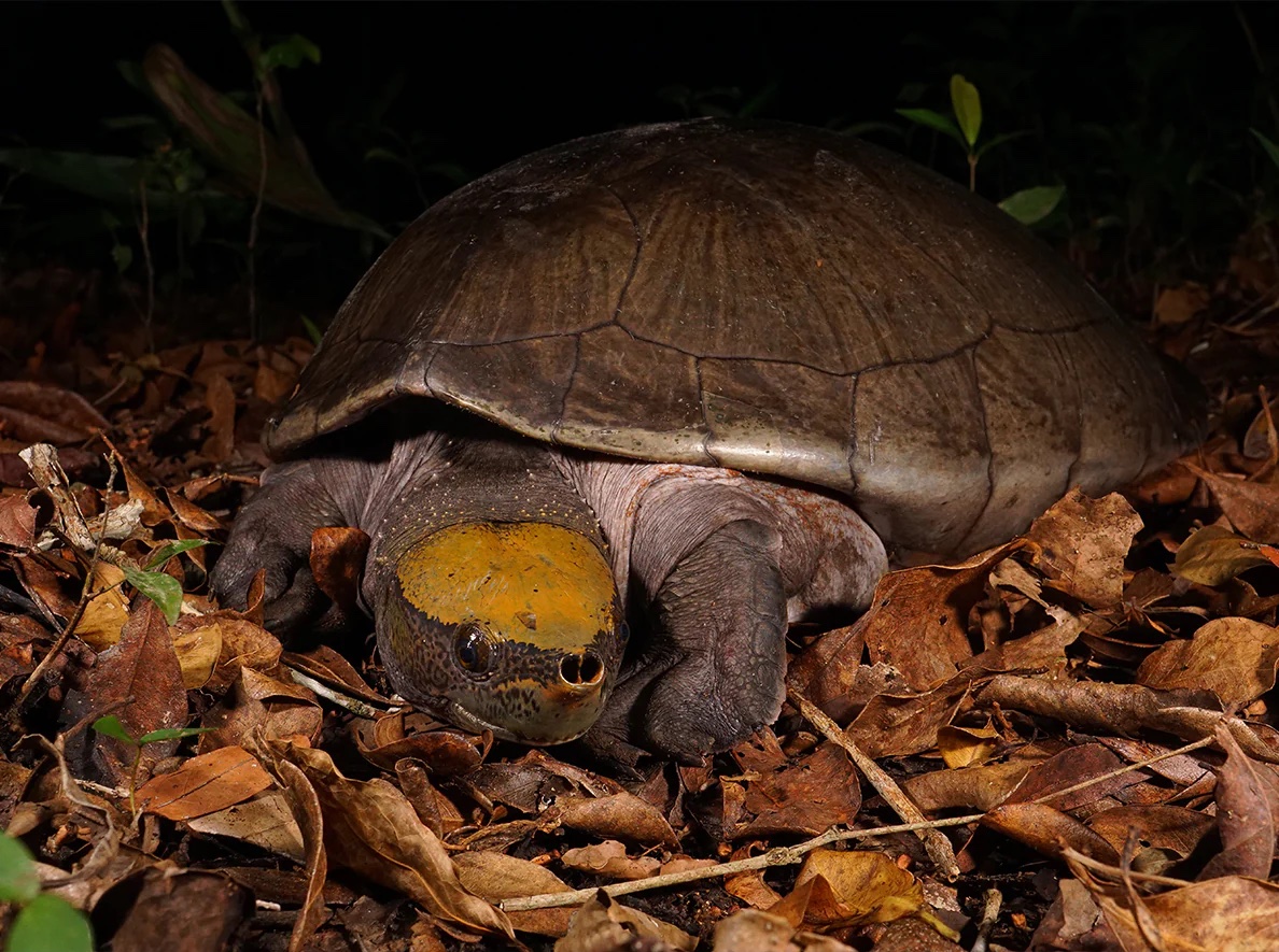 Belize Turtle Survival Alliance