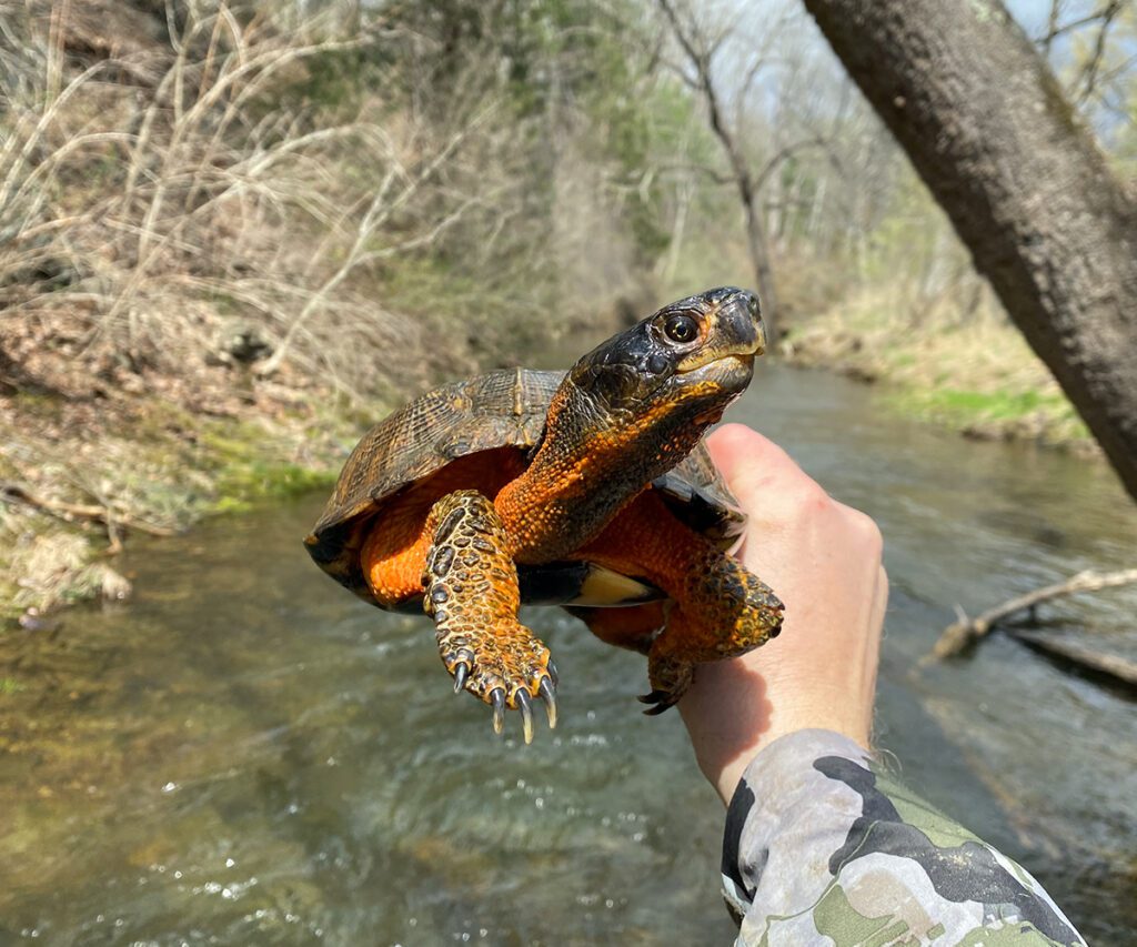 North American Wood Turtle Turtle Survival Alliance