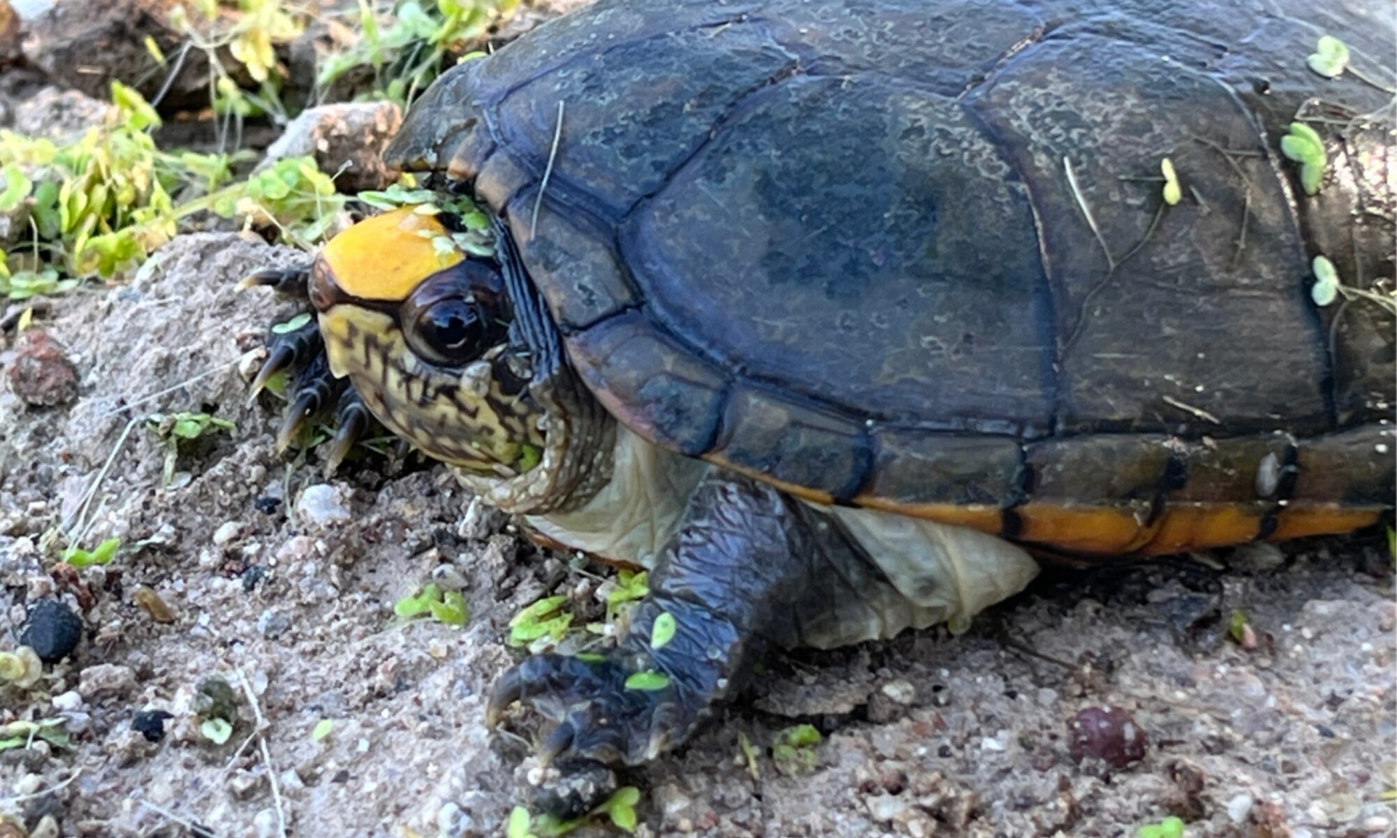 Vallarta Mud Turtle Turtle Survival Alliance