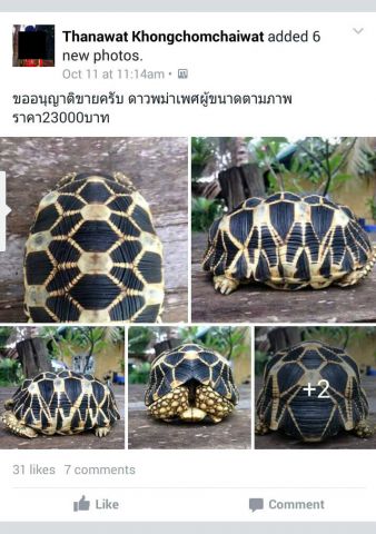 1. star tortoise facebook post