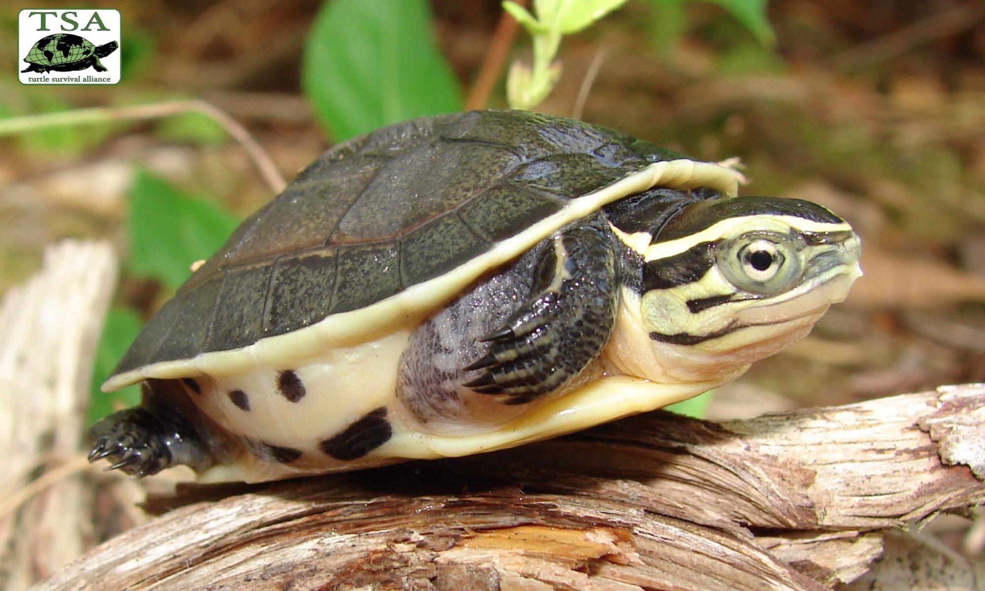 TSC Hatches Seven Species - Turtle Survival Alliance