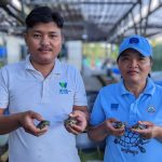 30 royal turtle babies hatch at KKRCC (4)|Hatchling-Batagur-affinis_2_WCS-Cambodia