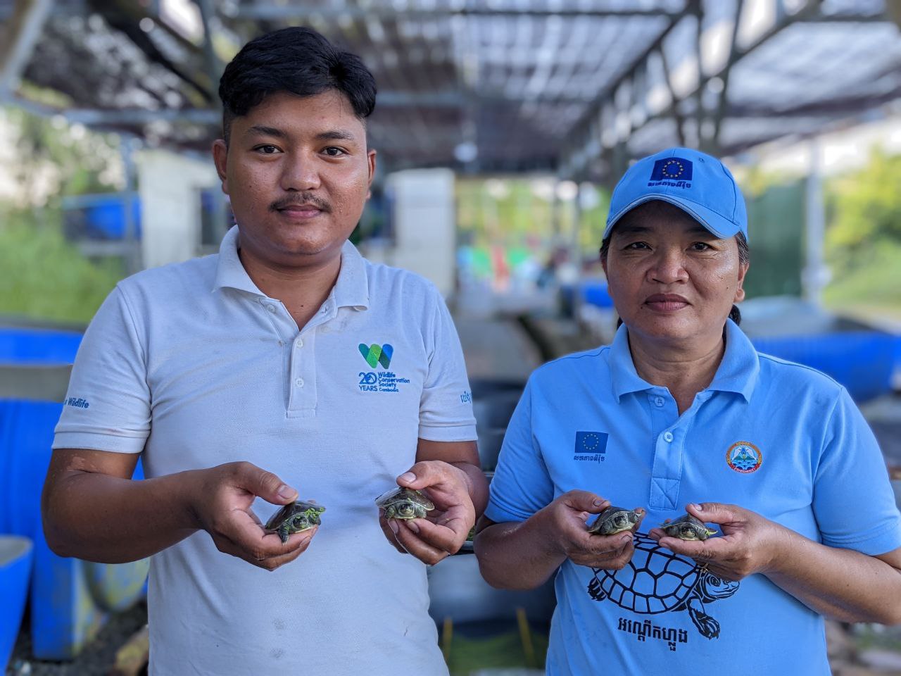 30 royal turtle babies hatch at KKRCC (4)|Hatchling-Batagur-affinis_2_WCS-Cambodia