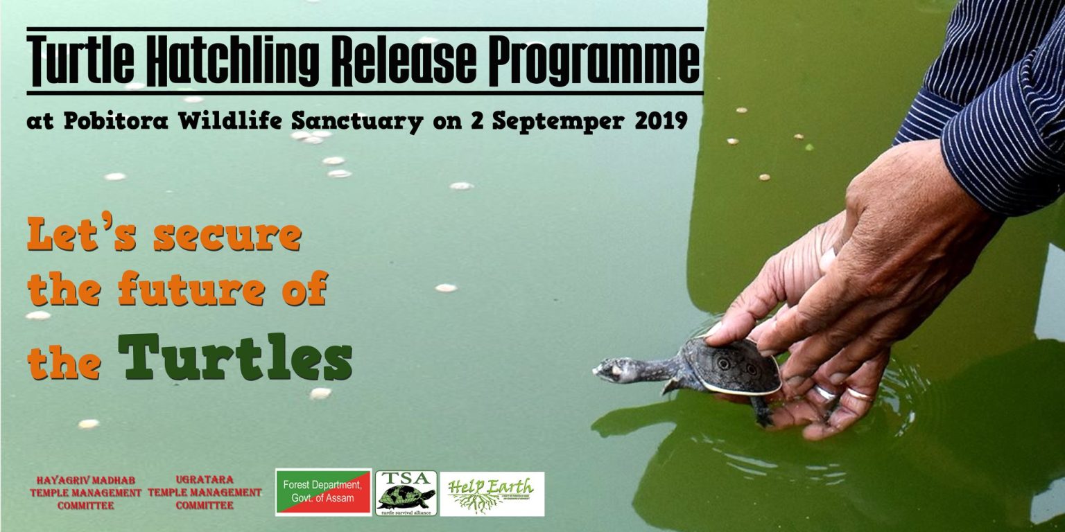 Assam Temples Release 70 Turtle Hatchlings In Pobitora Wildlife Sanctuary Turtle Survival Alliance 