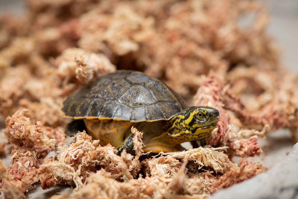 Endangered Turtles Hatched at Columbus Zoo in Breeding Milestone ...