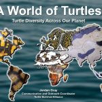 A World of Turtles Promo|A-World-of-Turtles-Promo-2|A-World-of-Turtles-Promo-5