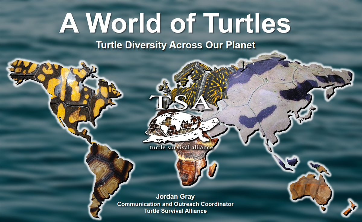 A World of Turtles Promo|A-World-of-Turtles-Promo-2|A-World-of-Turtles-Promo-5