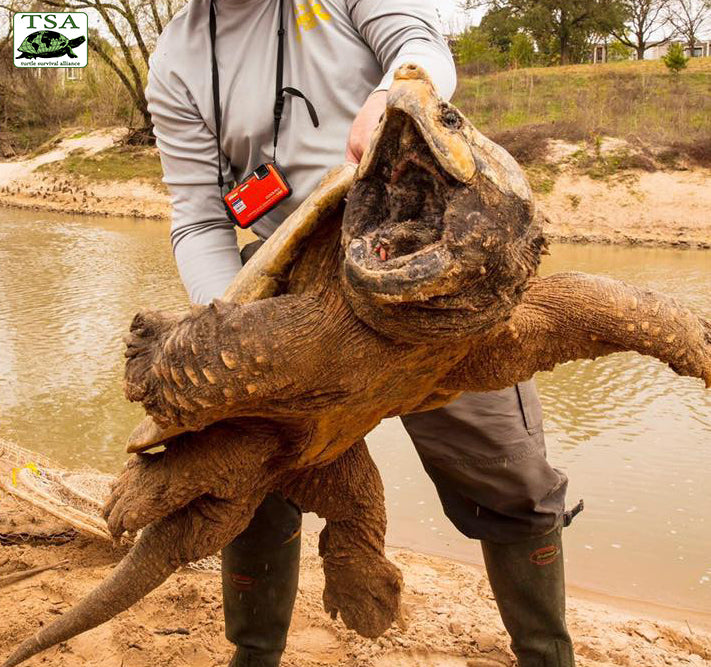 Alligator Snapping Turtle Bite Force