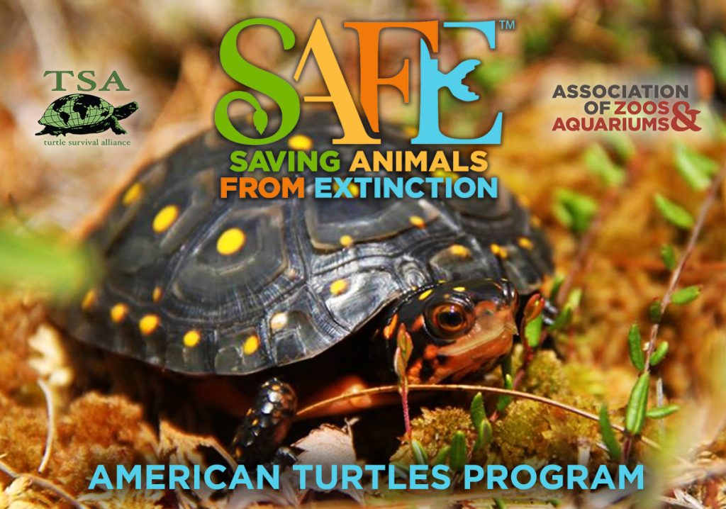 AZA SAFE American Turtles|AZA-SAFE-American-Turtles-1|AZA-SAFE-American-Turtles-2