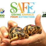 AZA-SAFE-Radiated-Tortoise-PR
