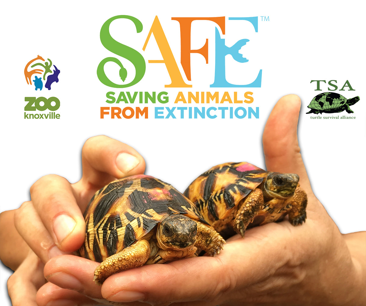 AZA-SAFE-Radiated-Tortoise-PR