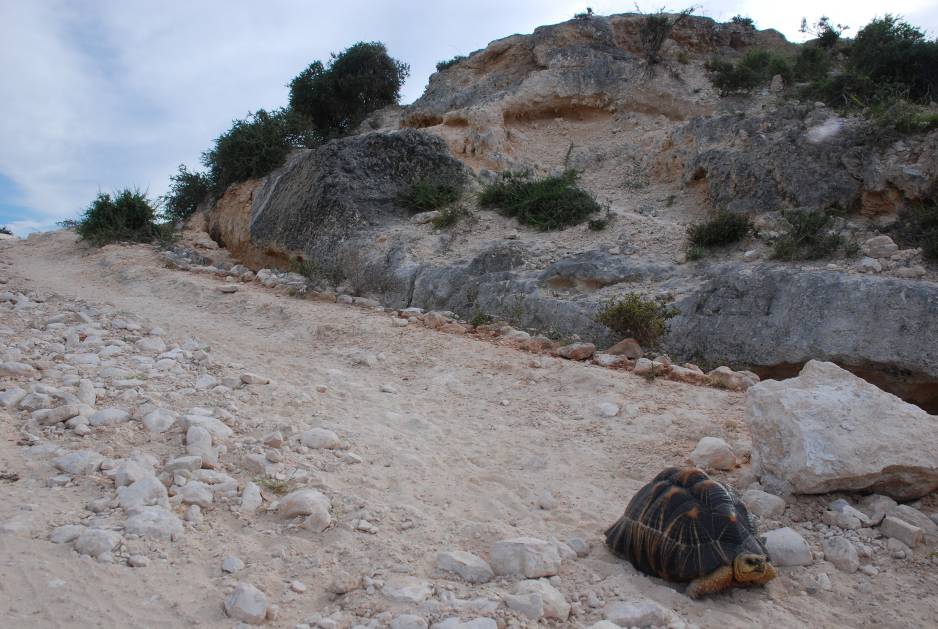 A_radiated_tortoise_makes_its_way_down_the_steep_escarpment_that_leads_to_Lavanono_and_the_extreme_southern_coast