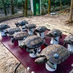 Asian-Giant-Tortoises-Rewilded-1|Asian-Giant-Tortoises-Rewilded-2|Asian-Giant-Tortoises-Rewilded-3|Asian-Giant-Tortoises-Rewilded-3-1|Asian-Giant-Tortoises-Rewilded-4