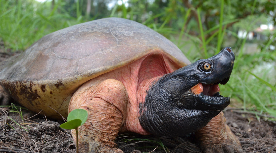 Saving the World's Rarest Freshwater Terrapin - Turtle Survival Alliance