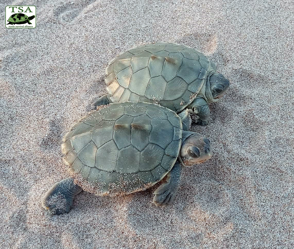 Batagur_hatchlings_1|Batagur_kachuga_4|Two_Kachuga_Hatchlings|Batagur_kachuga_2|Batagur_kachuga_5|Batagur_kachuga_3