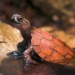 Black-breasted-Leaf-Turtle-CS--580x387