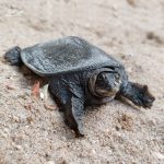 Black Softshell Turtle Hatchling (Nilssonia nigricans)