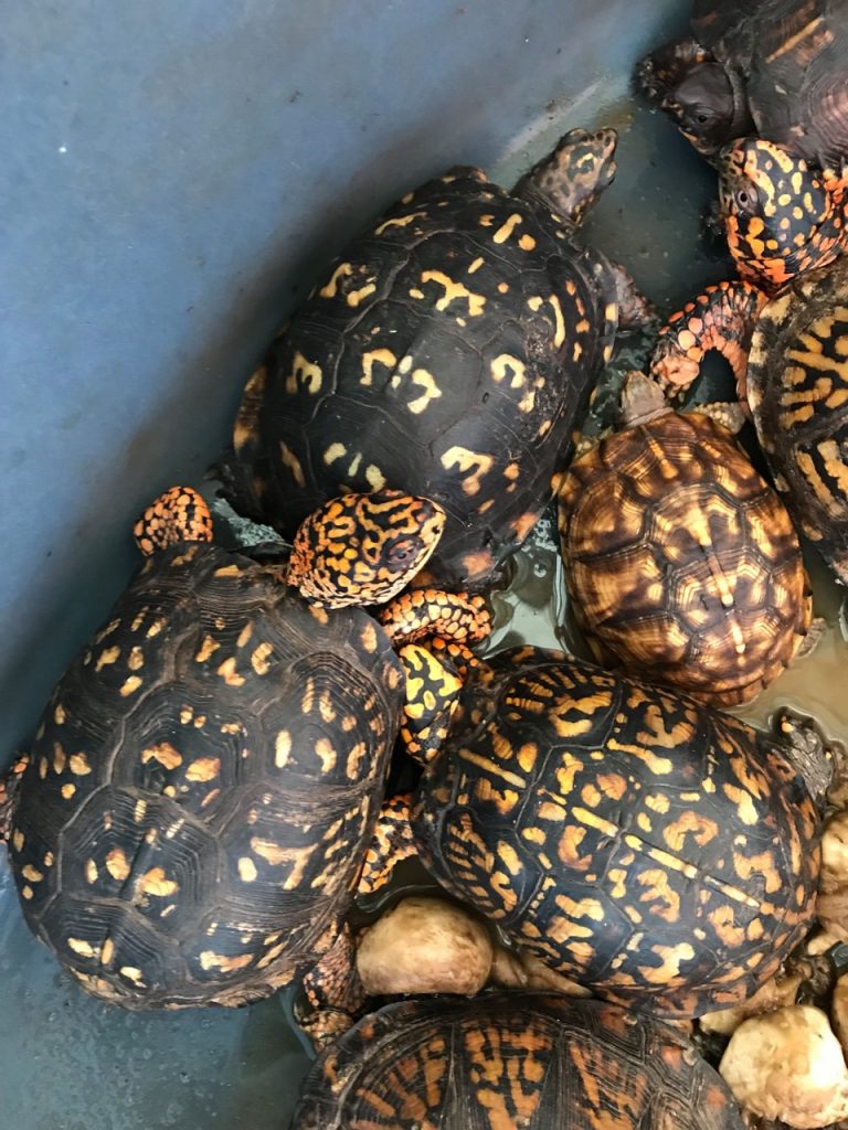 BoxTurtles-Colletonian