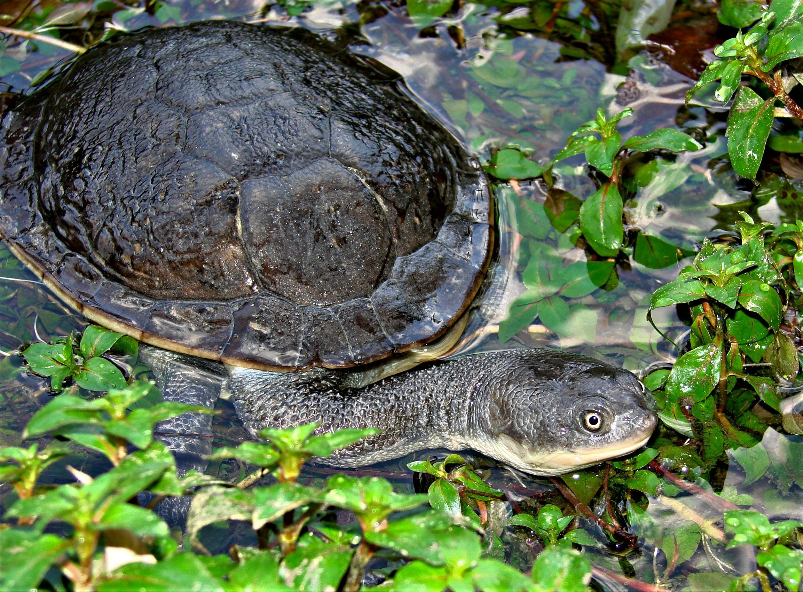 Rote Island Snake necked Turtle Turtle Survival Alliance