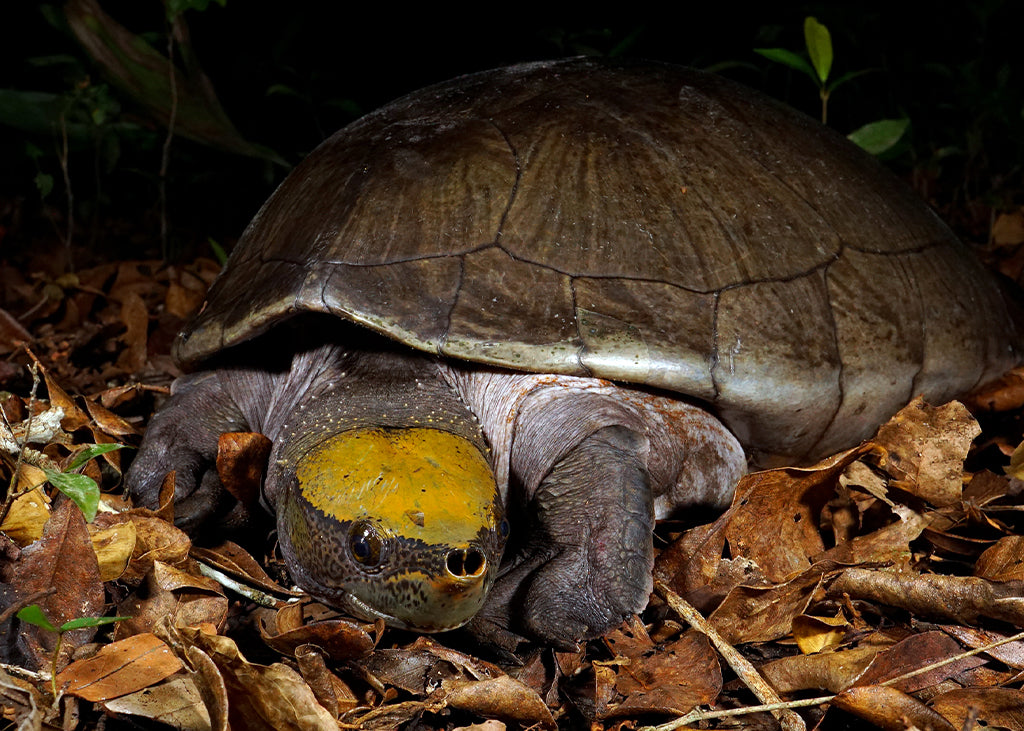 Central-American-River-Turtle_Donald-McKnight|Dermatemys-Program-Coordinator-copy-2|Ed-Boles-at-HCRC_Barrett