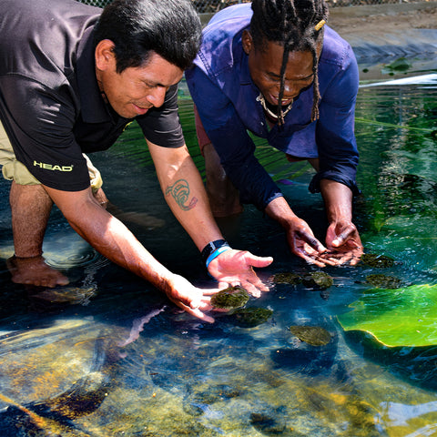 Thomas Pop (left) and Jaren Serano release juvenile Central American River Turtles (Dermatemys mawii) into a rearing pond at the Hicatee Conservation & Research Center. Photo: Heather Barrett