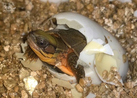 Chinese Three-striped Box Turtle Hatchling