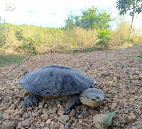 This female Dahl’s Toad-headed Turtle is one of the newest additions to the La Carranchina Natural Reserve. Photo: Igor Valencia