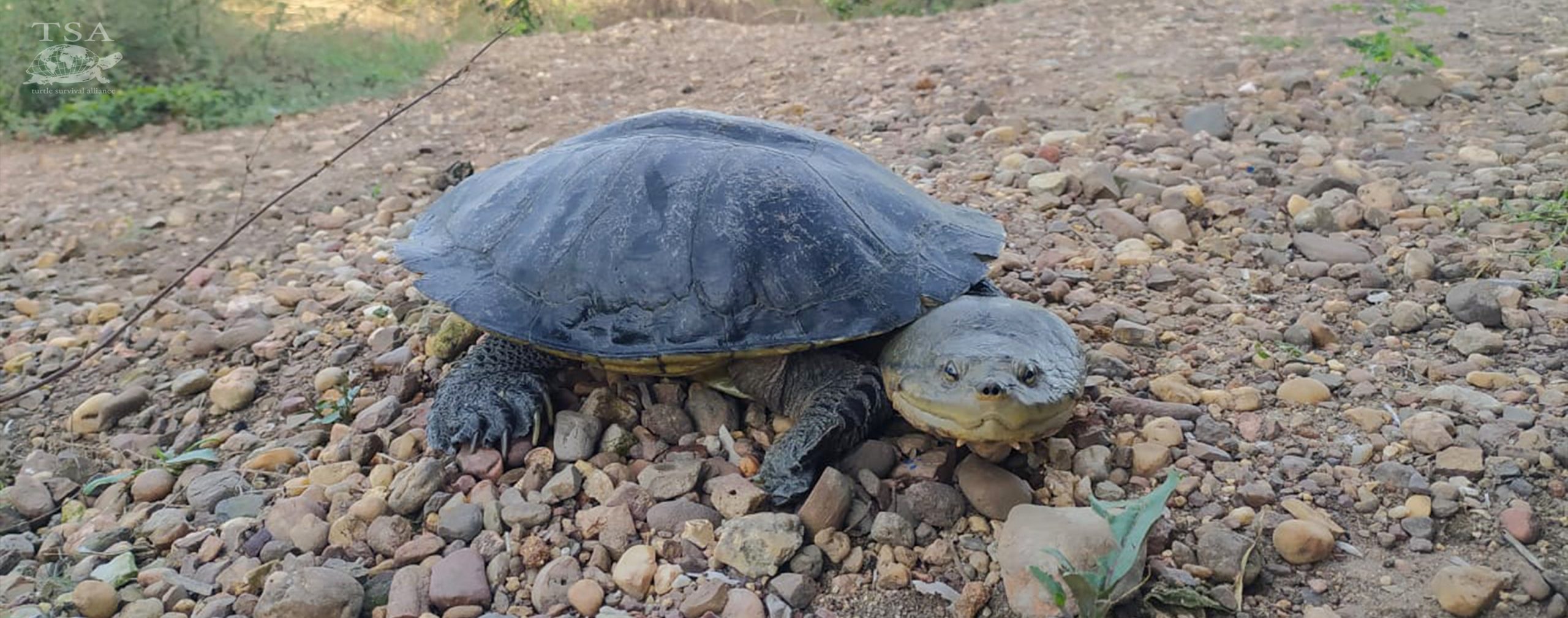 This female Dahl’s Toad-headed Turtle is one of the newest additions to the La Carranchina Natural Reserve. Photo: Igor Valencia