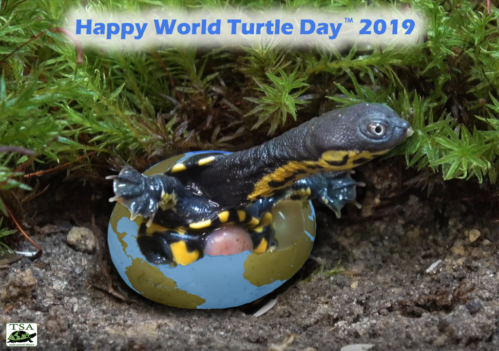 TSA's 10 Ways YOU Can Help Turtles on World Turtle Day®! Turtle