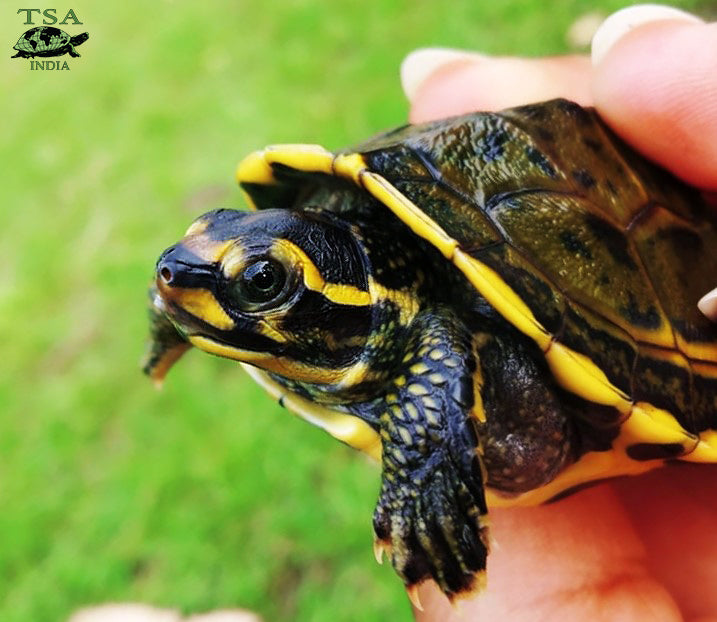 Hatching-Hardella_Arunima-Singh|Hatchling-Hardellas-2_Shailendra-Singh|Hatchling-Hardellas-1_Shailendra-Singh