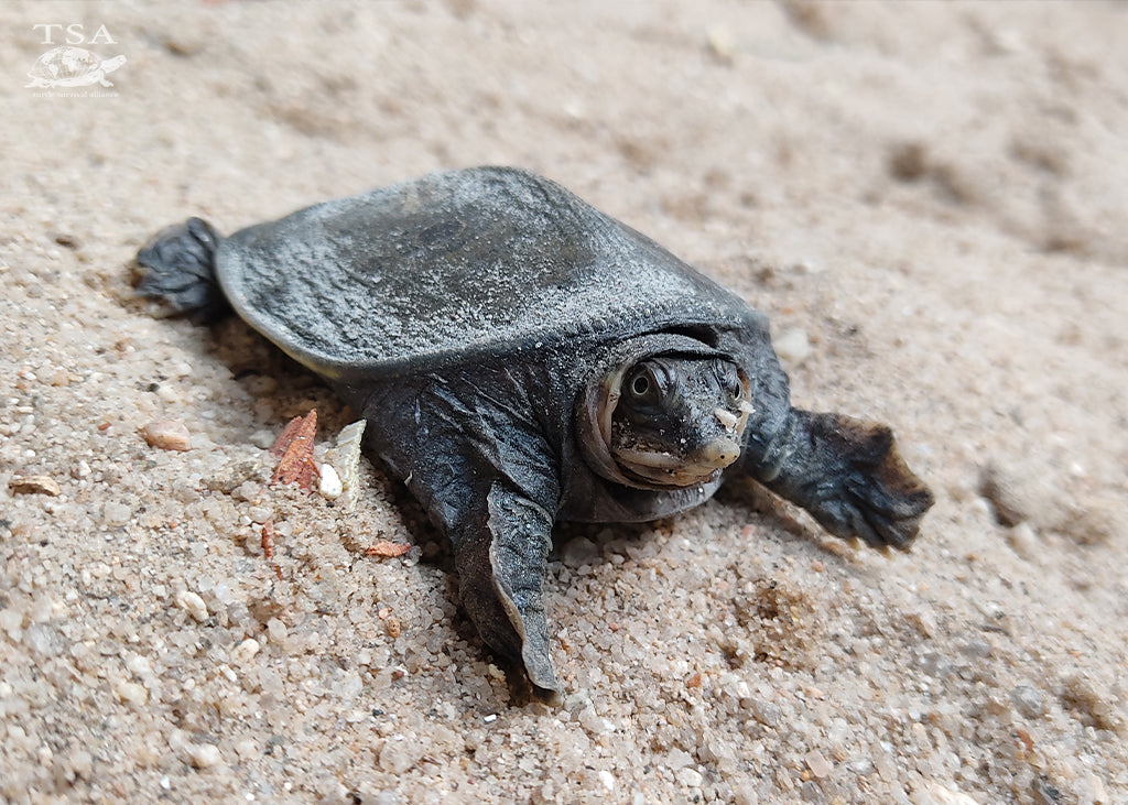 Hatchling-Blacksoftshell