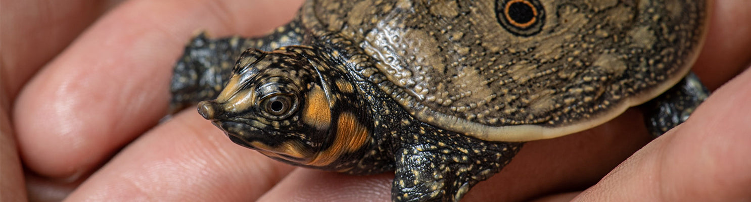 Hatchling N. nigricans for Website Blog Slider|N.-nigricans-LEAD-Pic|N.-nigricans-Pic-2|N.-nigricans-Pic-3