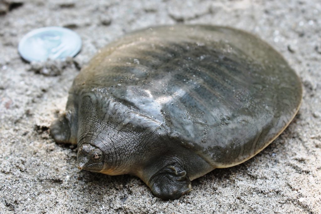 Breakout Year For Indias Narrow Headed Softshell Turtle Turtle Survival Alliance 