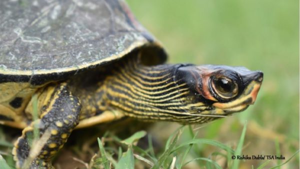 Indian-Roof-turtle-Pangshura-tecta-Rishika-Dubla-600x338