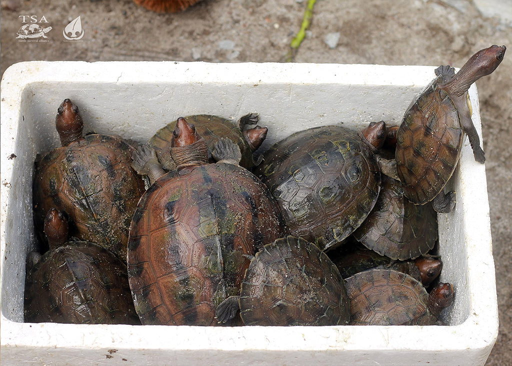 Juvenile Painted Terrapins|Juvenile-Painted-Terrapins|Female-Painted-Terrapin|Male-Painted-Terrapin