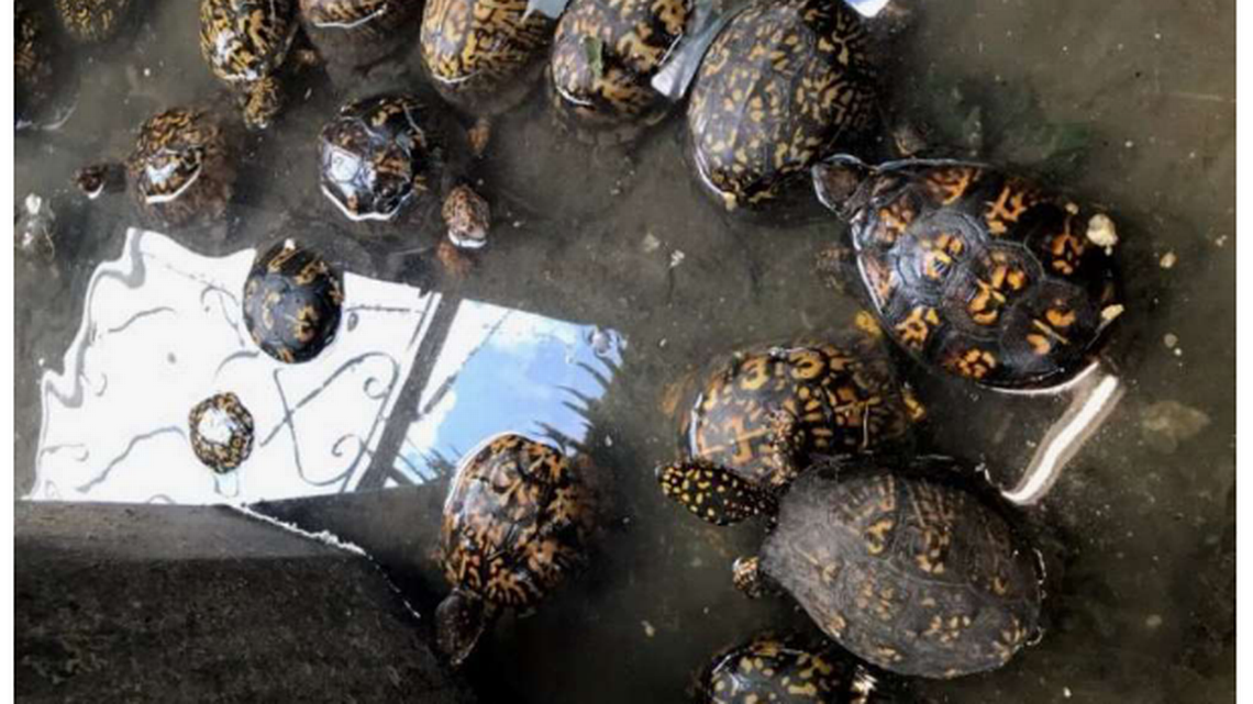 Conservationists brand tortoise shells to save species from the pet trade •