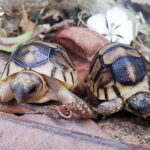 LEAD-PHOTO-Two-Hatchling-Ploughshares_Ny-Aina|Two-hatchlings