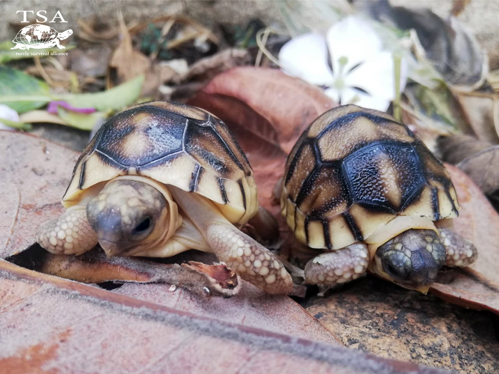 LEAD-PHOTO-Two-Hatchling-Ploughshares_Ny-Aina|Two-hatchlings