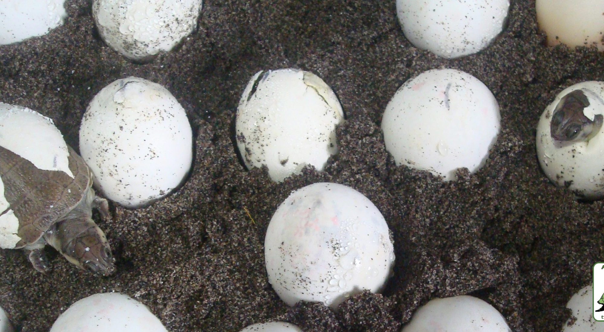 Lewyana_hatching_1|Lewyana_collaborators|Lewyana_release_1|Lewyana_female|Lewyana_community|Lewyana_hatchlings