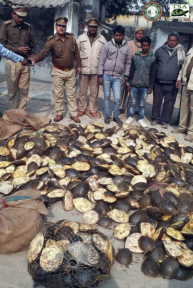 Lissemys Confiscation 1-20-19 (2)|traffic-factsheet-tortoises-freshwater-turtles-india-2019-1.229x0
