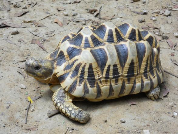 Male_Geochelone_platynota_in_captive_breeding_center_Minzontaung_Wildlife_Sanctuary