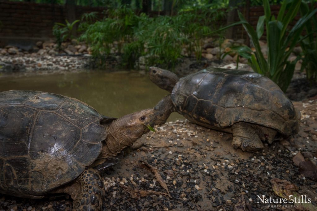 Manouria Facility|Mro|Transmittered Elongated Tortoise|Heosemys_depressa_SMALLER_3000