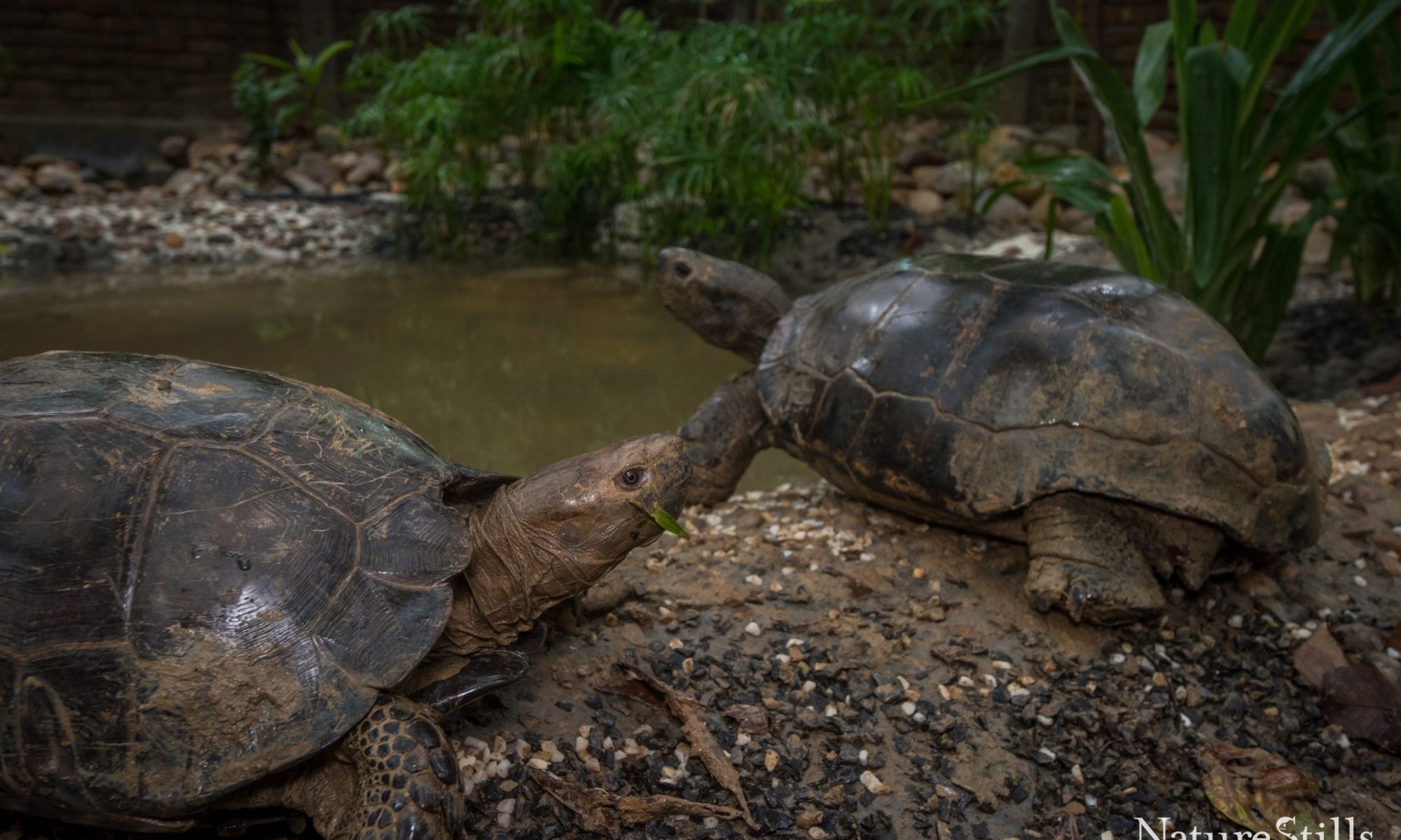 Manouria Facility|Mro|Transmittered Elongated Tortoise|Heosemys_depressa_SMALLER_3000