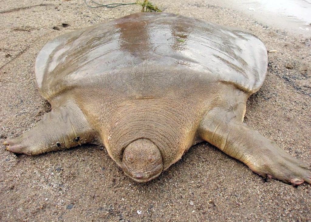 Can Softshell Turtles Live in Saltwater?  