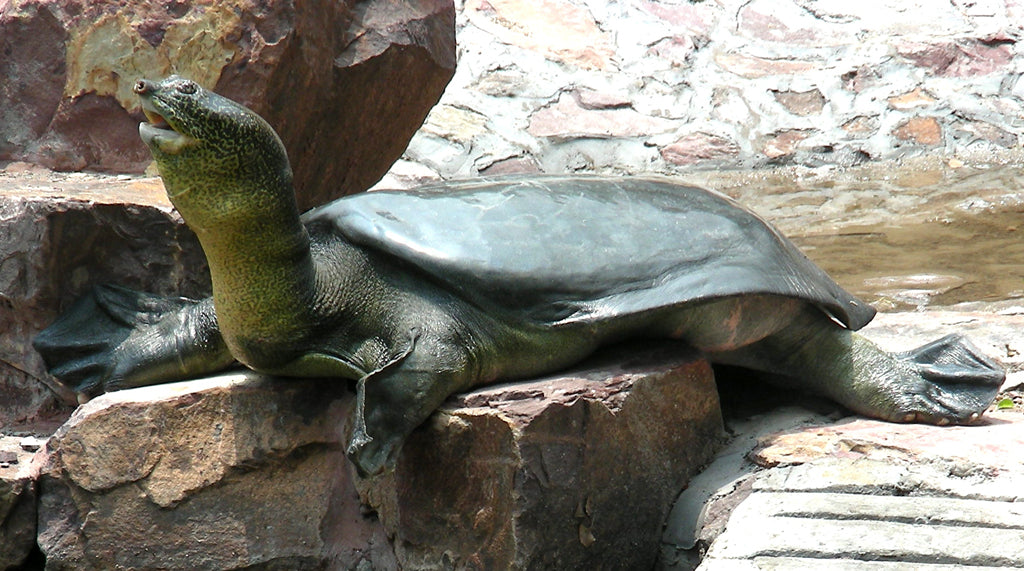 A Turtle Turns 75 - Rock and Roll Globe