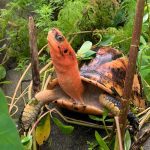 Red-bourreti_Hagen|Species-Spotlight-Infographic_Bourrets-Box-Turtle_FINAL|Bourreti-in-Leaves_Doak|Hatchling-bourreti_Hagen