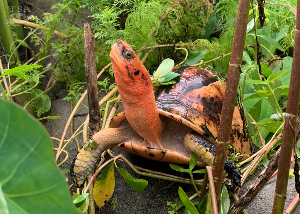 Red-bourreti_Hagen|Species-Spotlight-Infographic_Bourrets-Box-Turtle_FINAL|Bourreti-in-Leaves_Doak|Hatchling-bourreti_Hagen