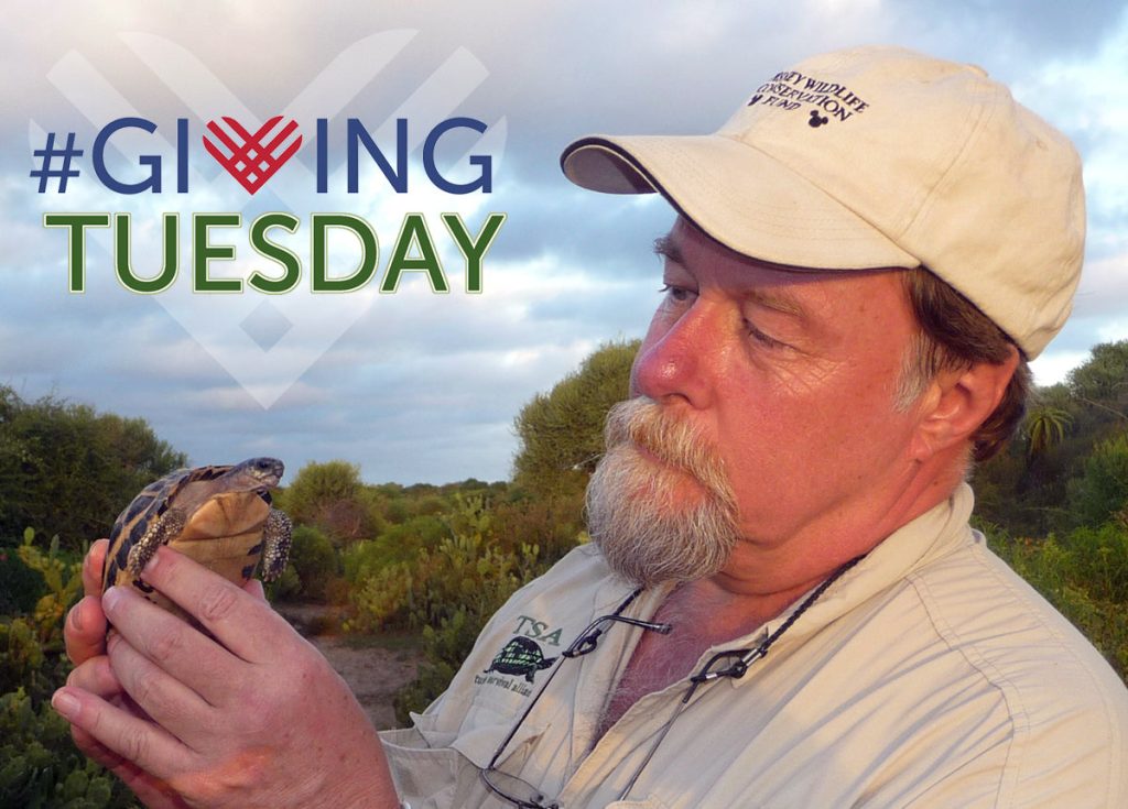 Rick Hudson and Pyxis Giving Tuesday for Website|Burmese-Star-Tortoise-Hatchling-Transparency-for-BLOG|Burmese-Star-Tortoise-Hatchling-Transparency-for-BLOG-1|Donate-Button|Giving-Tuesday-Button-PNG|Giving-Tuesday-Button-PNG-1