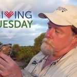 Rick Hudson and Pyxis Giving Tuesday for Website|Burmese-Star-Tortoise-Hatchling-Transparency-for-BLOG|Burmese-Star-Tortoise-Hatchling-Transparency-for-BLOG-1|Donate-Button|Giving-Tuesday-Button-PNG|Giving-Tuesday-Button-PNG-1