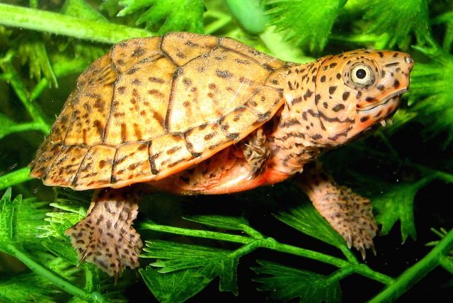 Sternotherus minor minor Hatchling